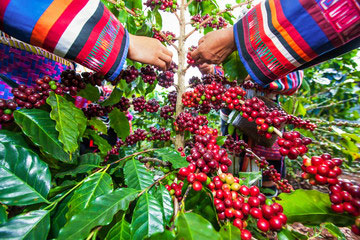 Vietnam coffee field